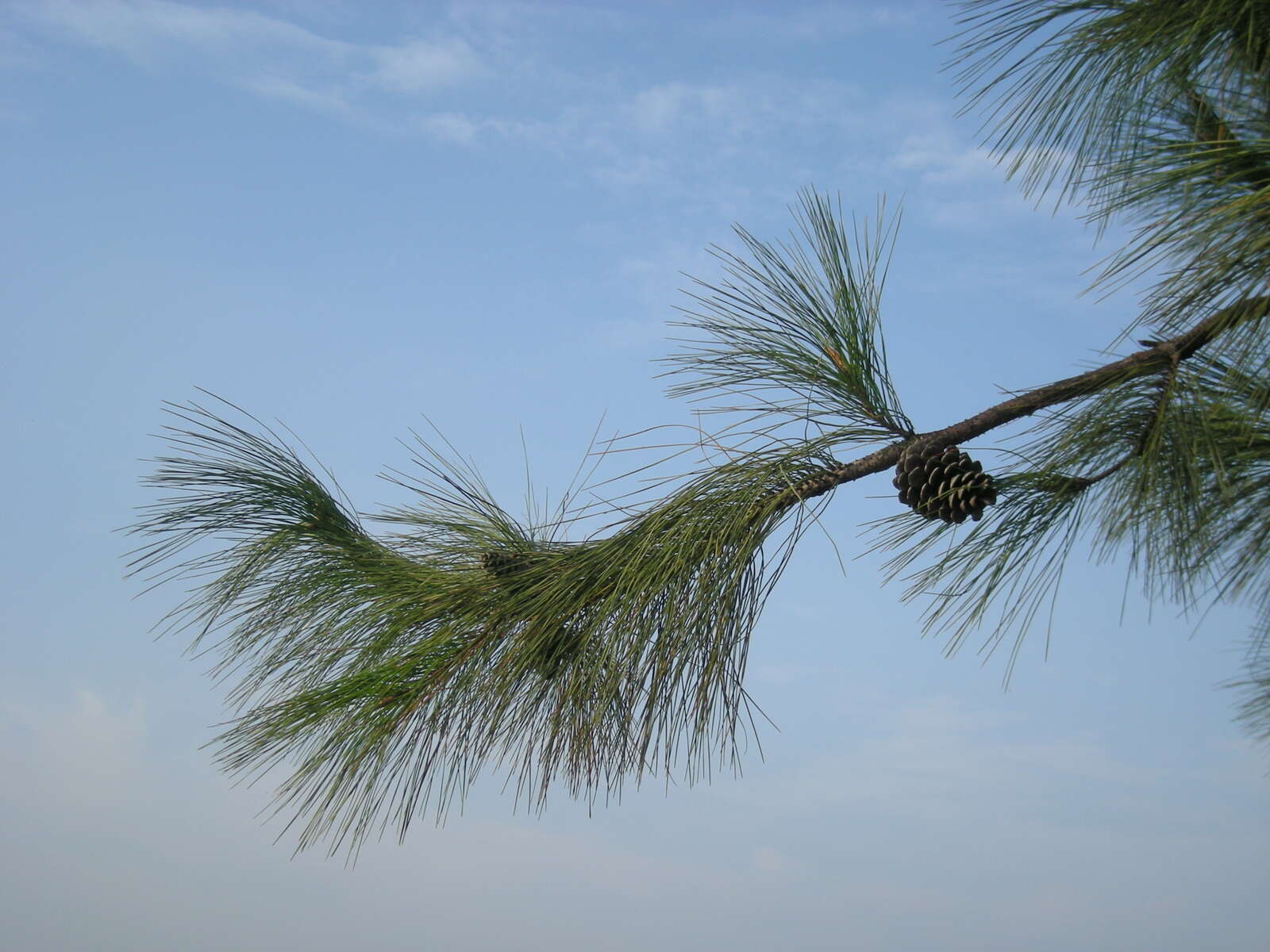 Image of Chinese Red Pine