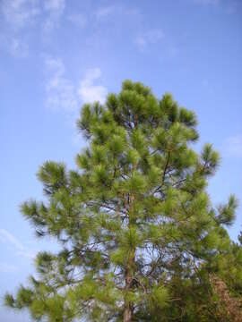 Image of Chinese Red Pine