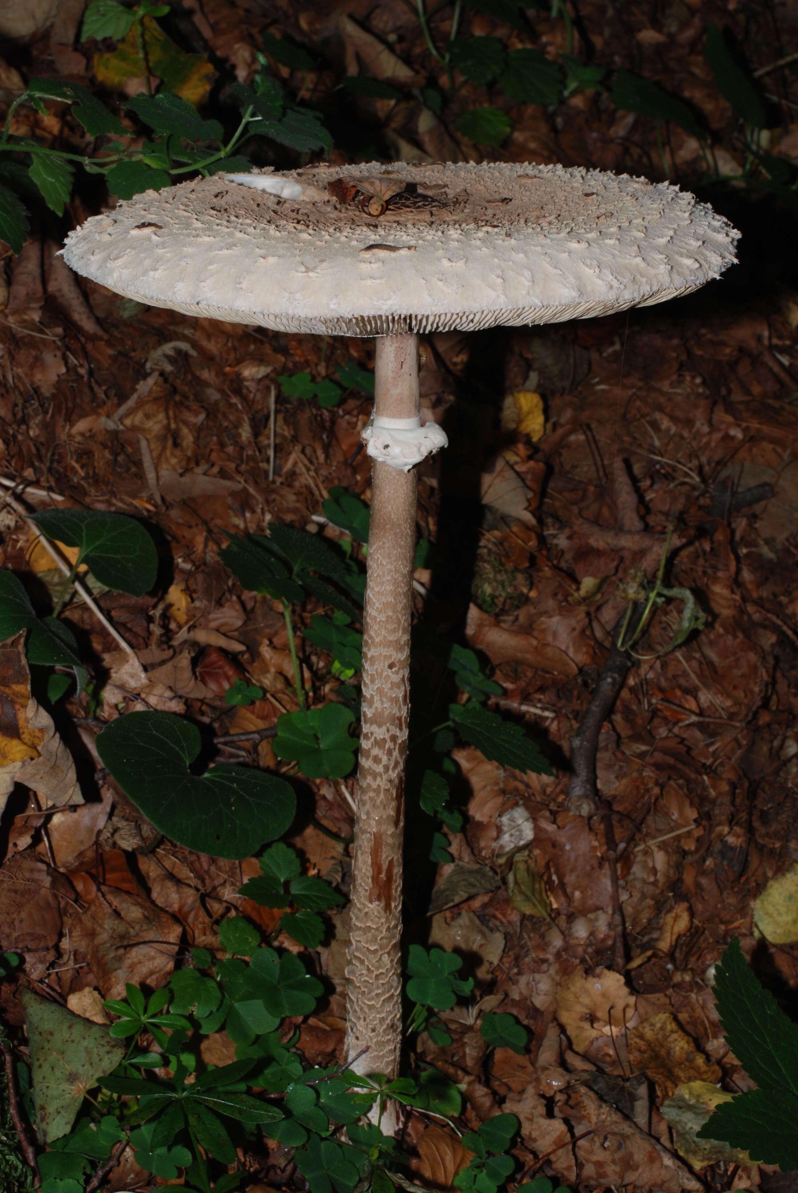 Image of Macrolepiota procera (Scop.) Singer 1948