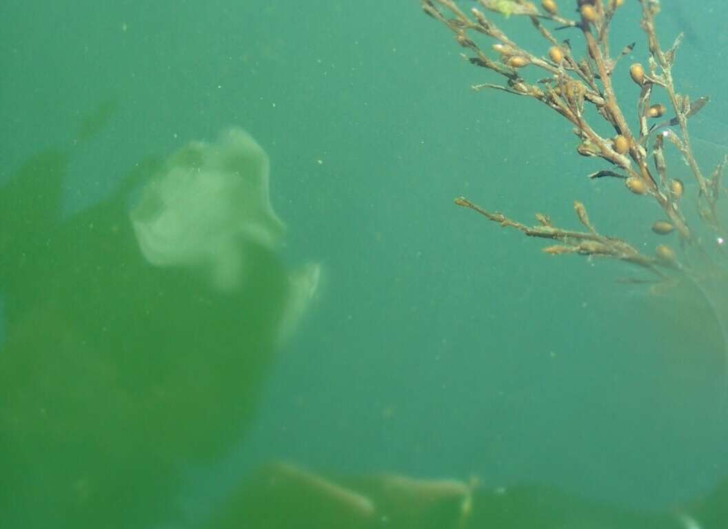 Image of Sea lettuce