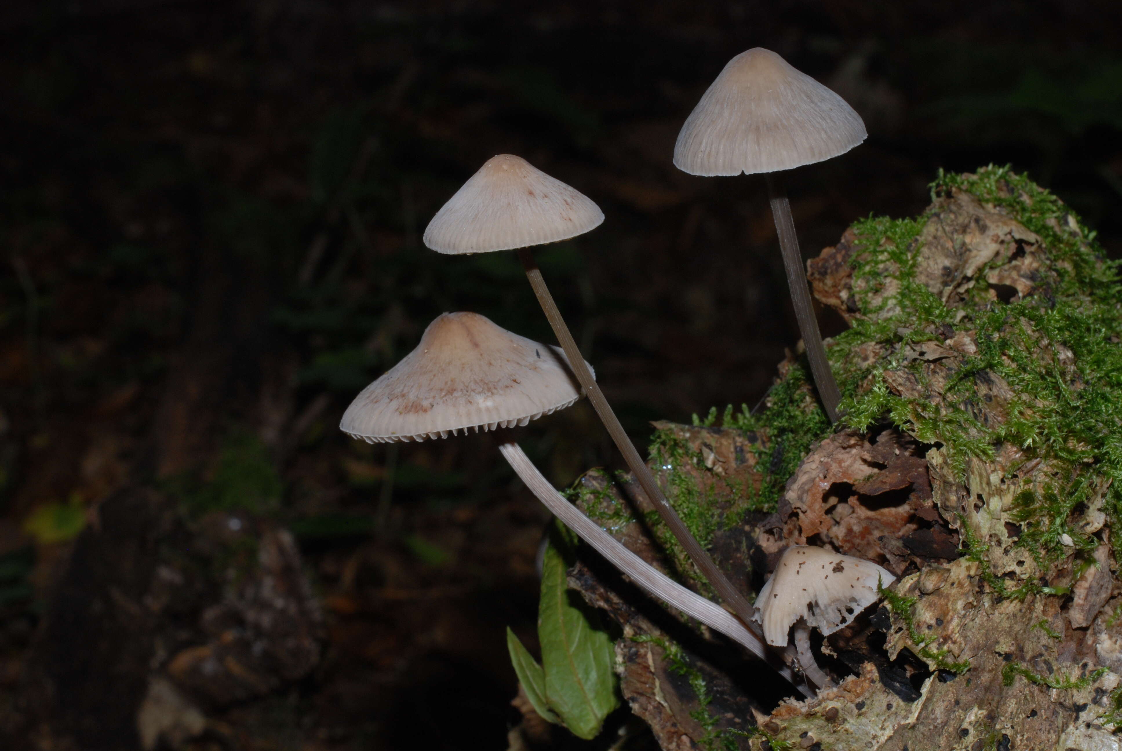 Image of Mycena polygramma (Bull.) Gray 1821