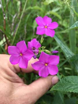 Image of smooth phlox