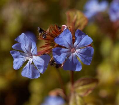 Image of Chinese-plumbago