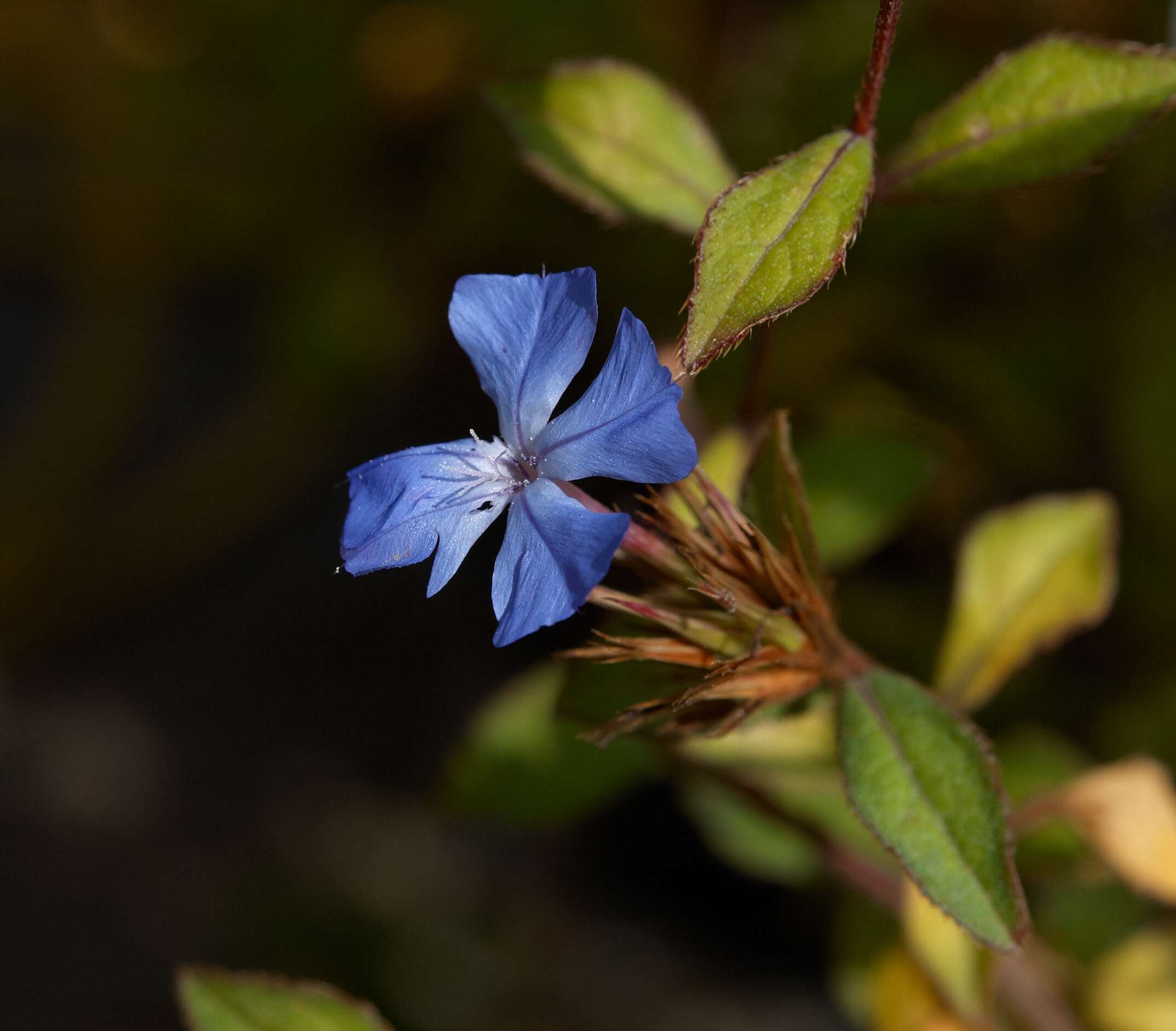 Image of Chinese-plumbago