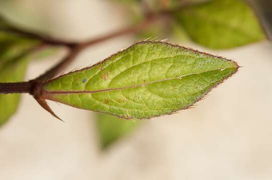 Image of Chinese-plumbago