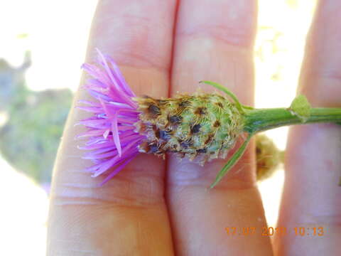 Image de Centaurea decipiens Thuill.