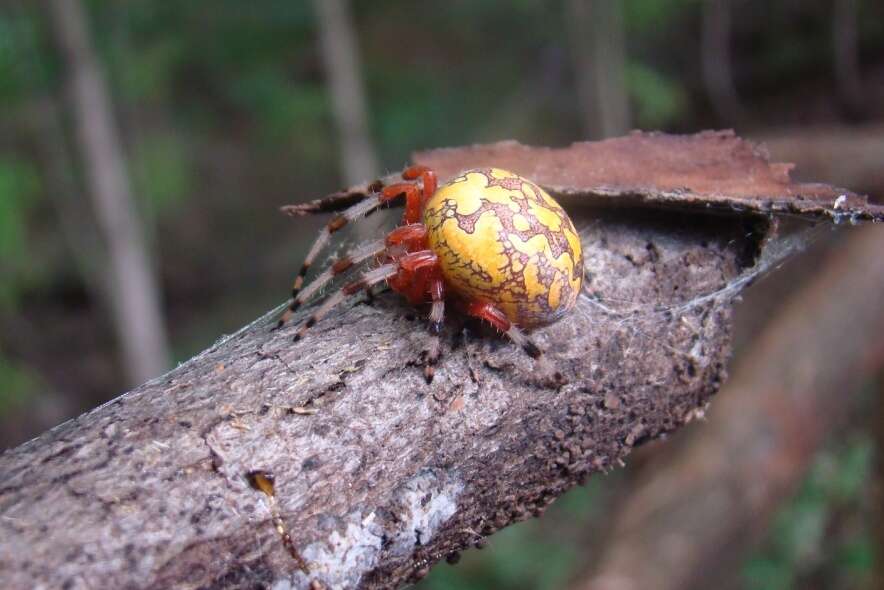 Image of Angulate & Roundshouldered Orbweaver