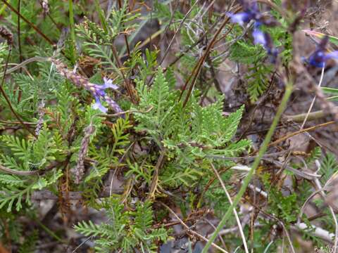 Imagem de Lavandula canariensis subsp. canariensis