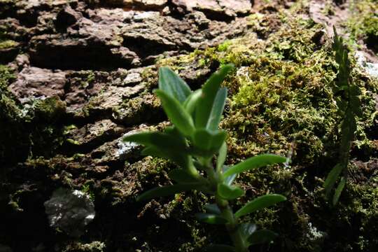 Image of Peperomia olivacea C. DC.