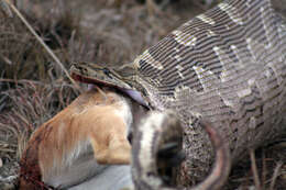 Image of Southern African Python