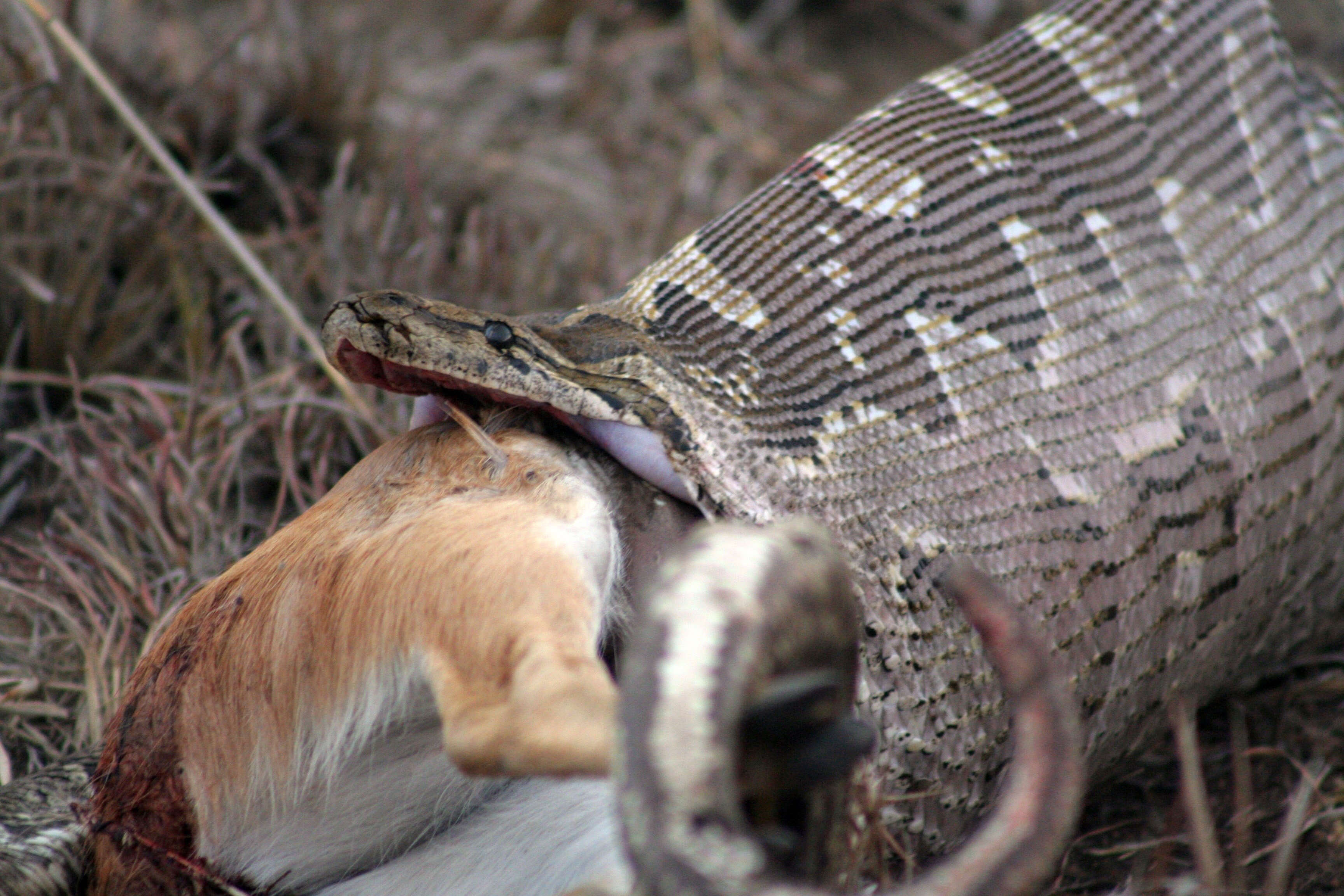 Image de Python natalensis A. Smith 1840