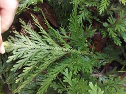 Image of Selaginella conduplicata Spring