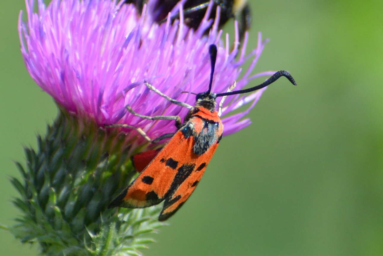 Image of Zygaena laeta Hübner 1790