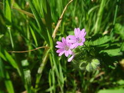 Imagem de Geranium molle L.