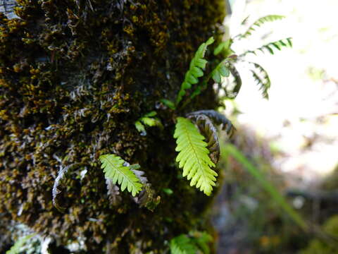 Plancia ëd Notogrammitis heterophylla (Labill.) Parris