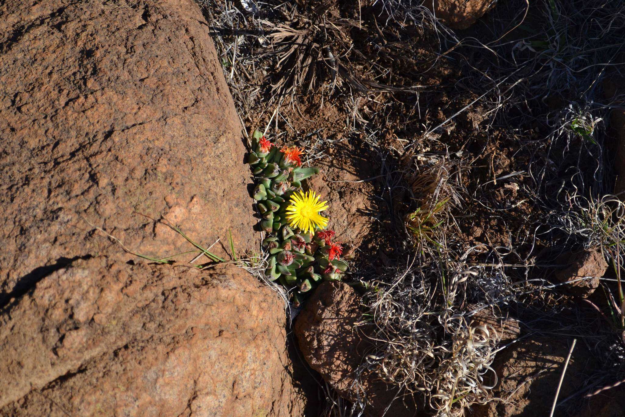 Image of Rabiea albipuncta (Haw.) N. E. Br.