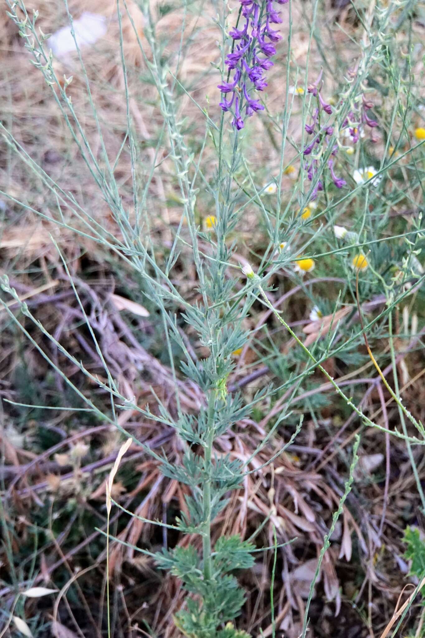 Image of Delphinium peregrinum L.