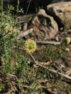 Sivun Phyllopodium elegans (Choisy) O. M. Hilliard kuva