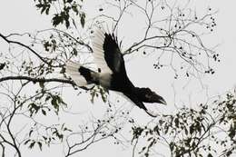 Image of Black-and-white Casqued Hornbill