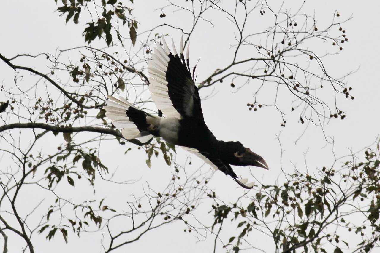 Image of Black-and-white Casqued Hornbill