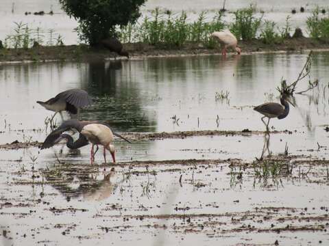 Image of Tricolored Heron