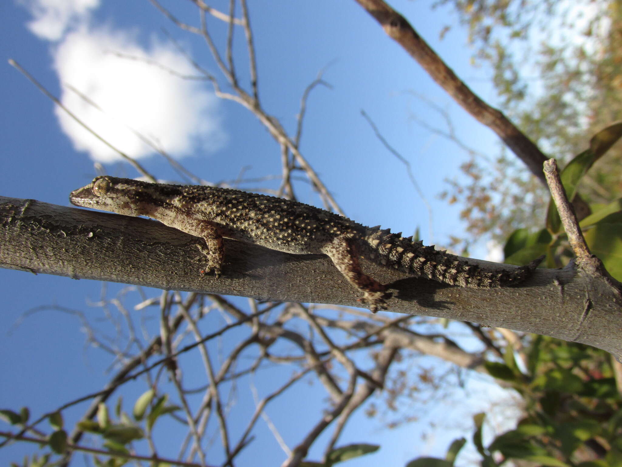 Image of Amaral's Brazilian Gecko