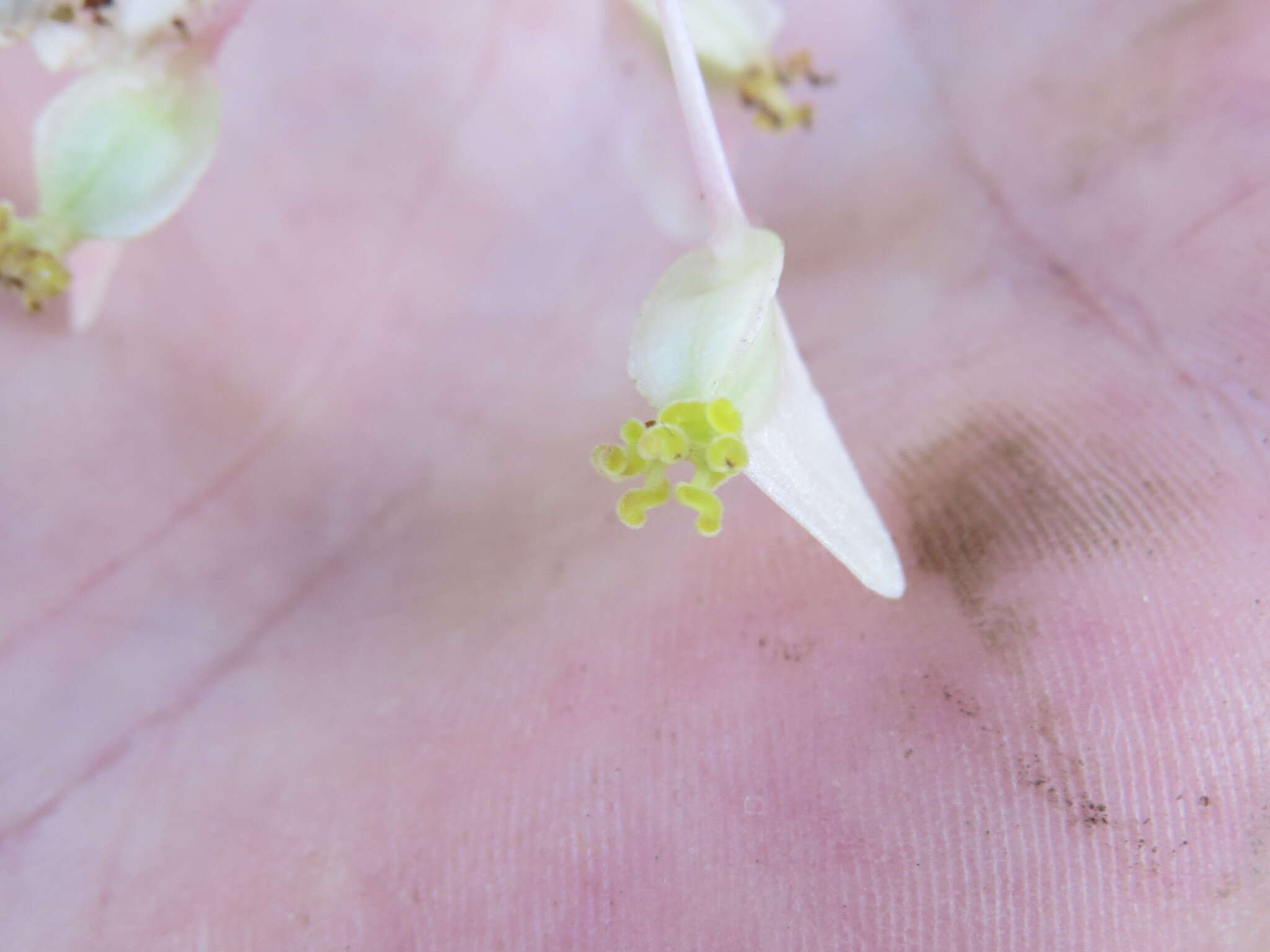 Image of Begonia angularis Raddi