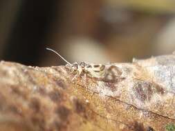 Image of Graphopsocus