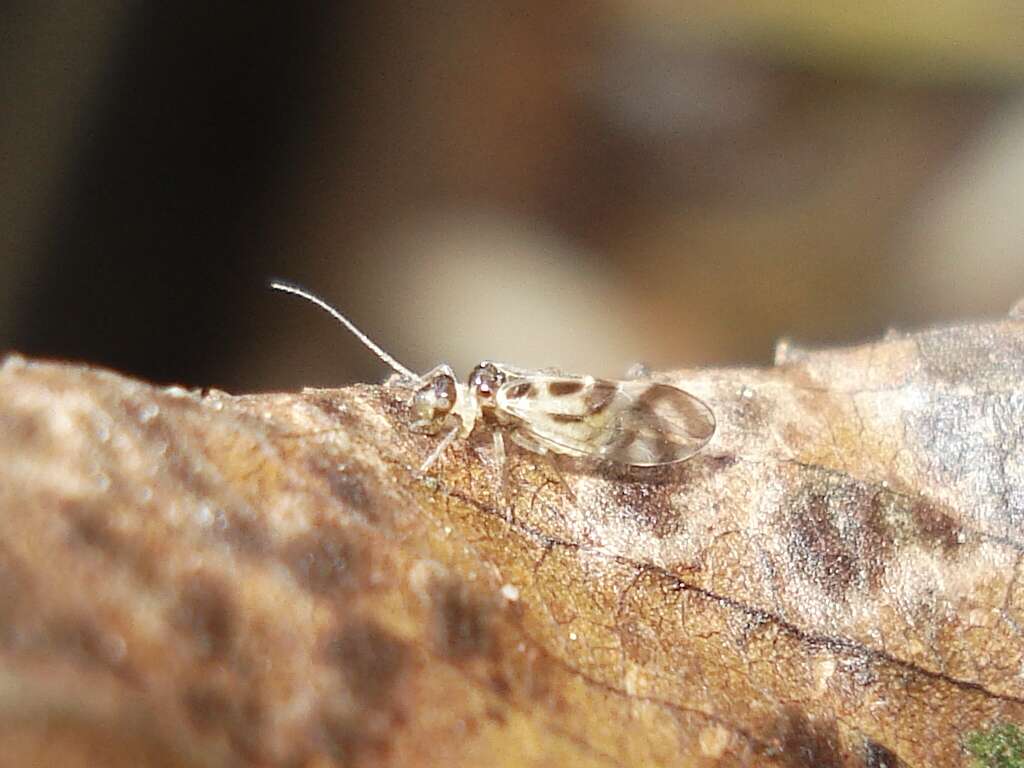 Graphopsocus resmi