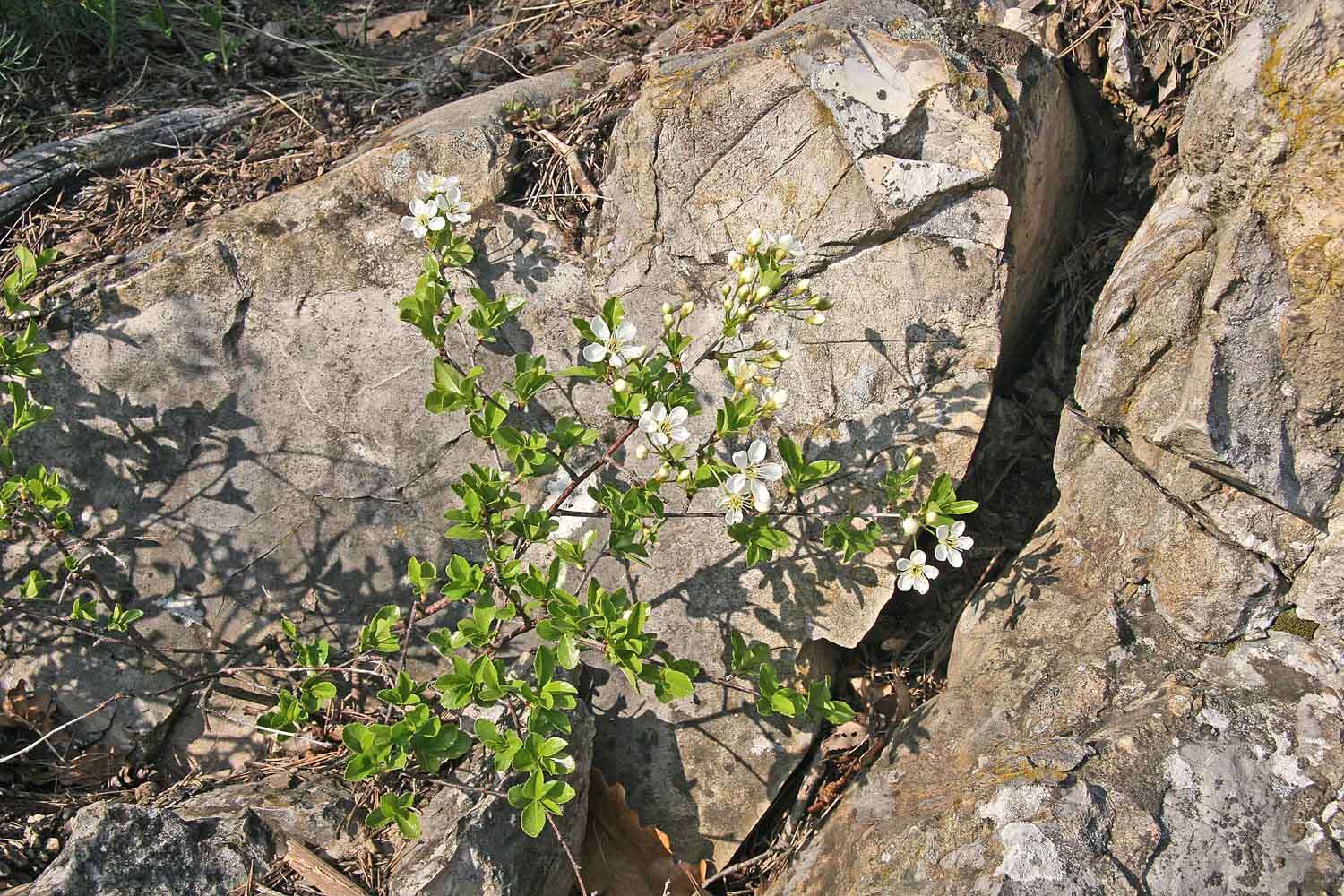 Plancia ëd Pyrus communis subsp. pyraster (L.) Ehrh.