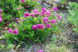 Imagem de Rhododendron camtschaticum Pall.