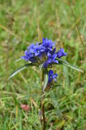 Image de Gentiana tianschanica Rupr.