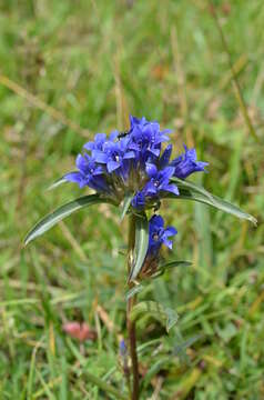 Image of Gentiana tianschanica Rupr.