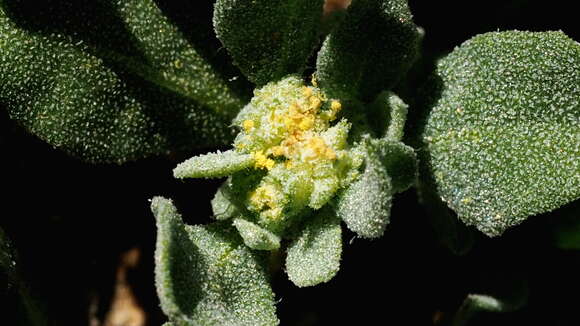 Image of wheelscale saltbush