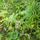 Image of Vicia woroschilovii N. S. Pavlova