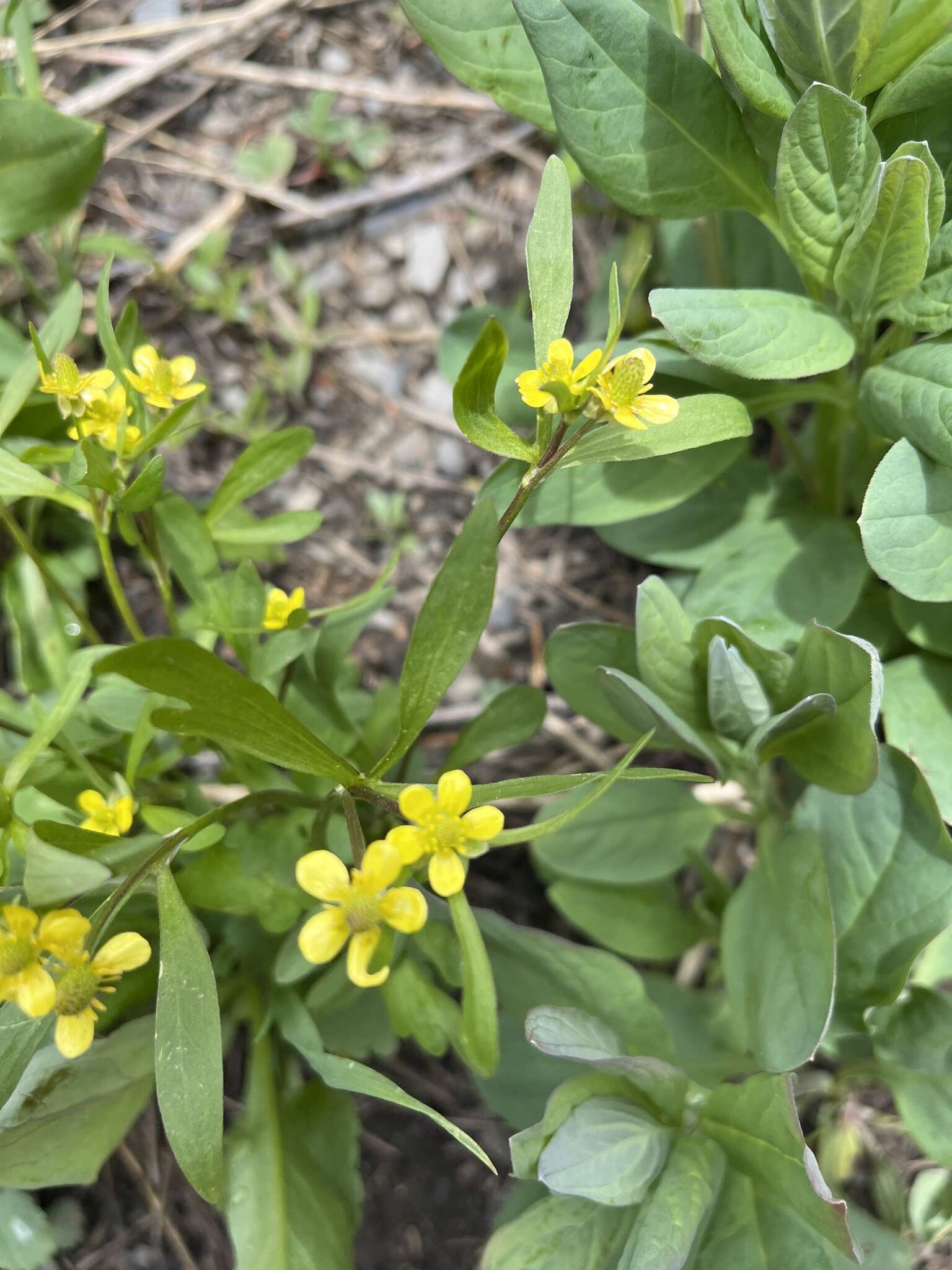 Image of Graceful Buttercup