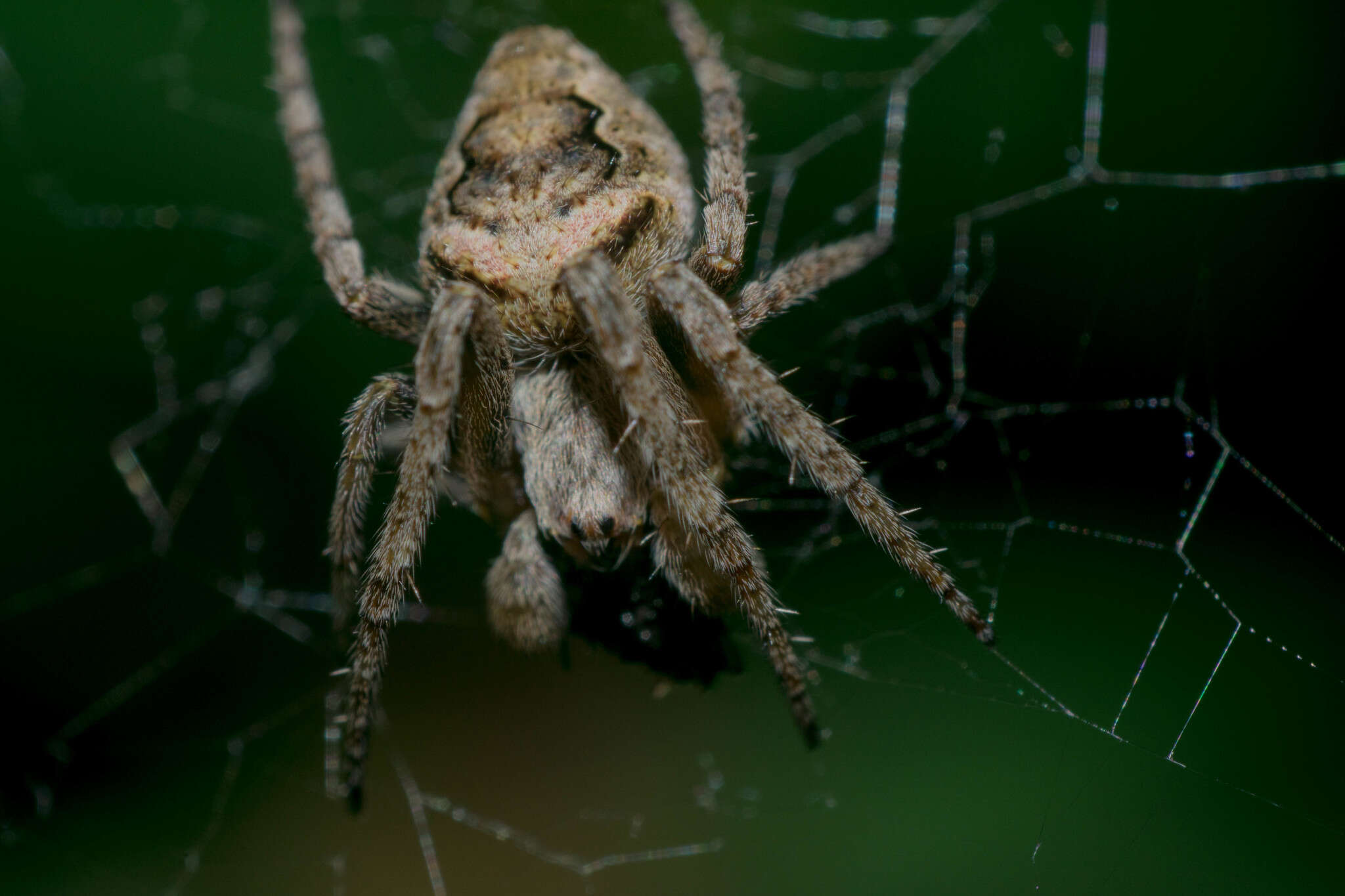 Image of Humpbacked orbweaver