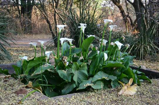 Image of Arum lily