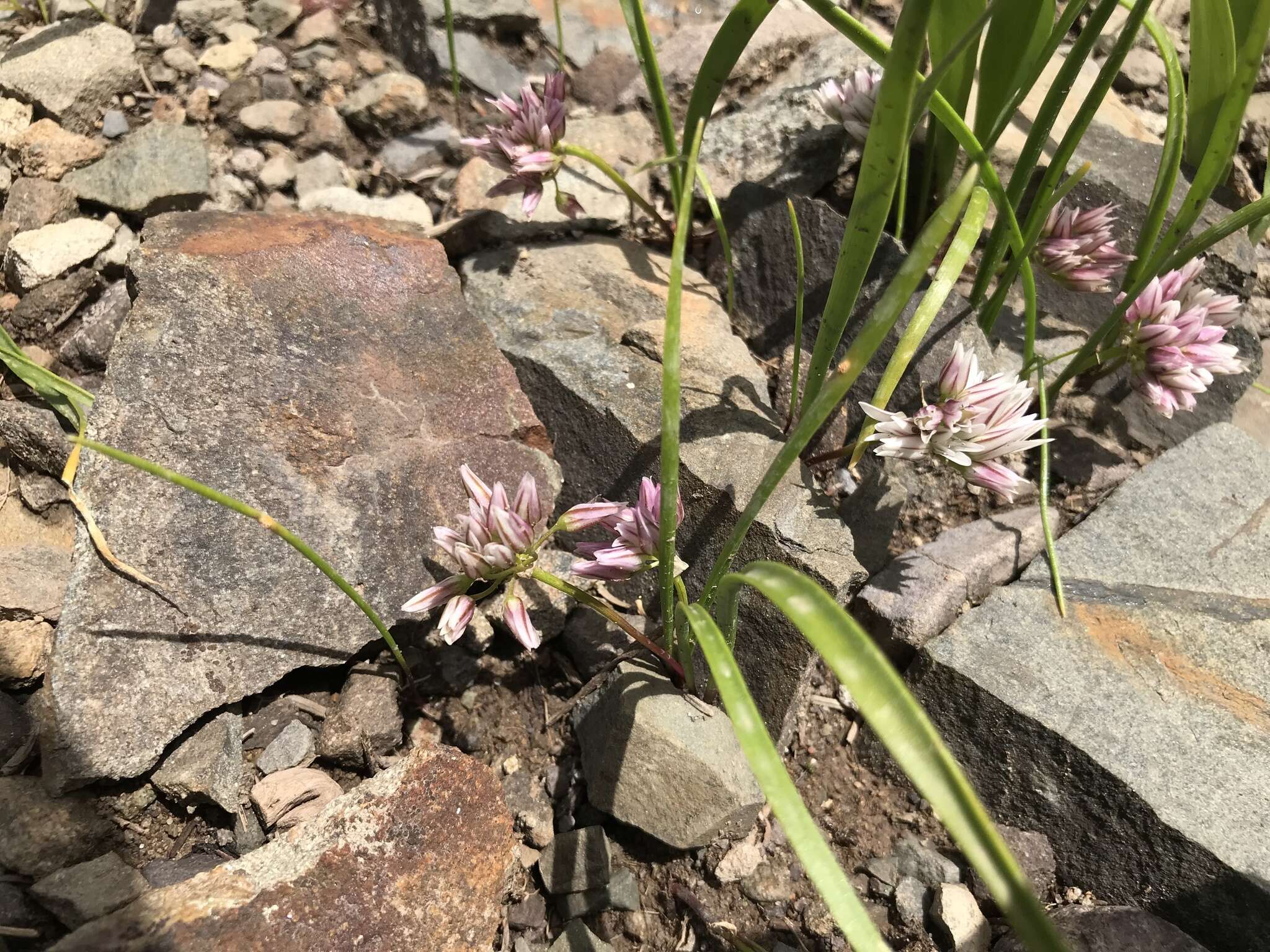 Image de Allium brandegeei S. Watson