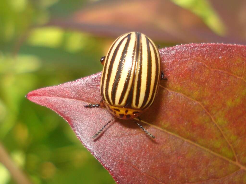 Image of Colorado potato beetle