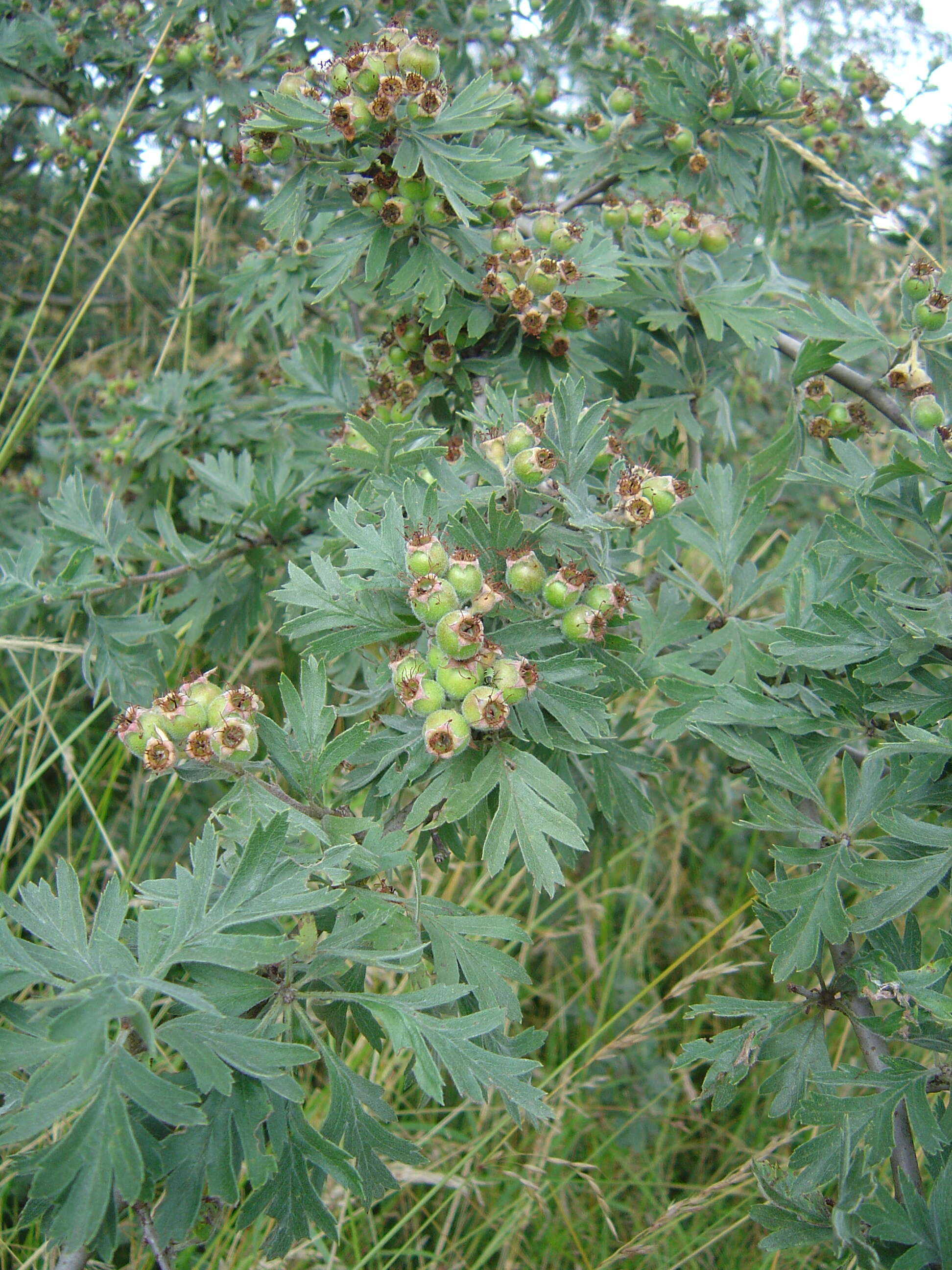 Image of Crataegus orientalis Pall. ex Bieb.