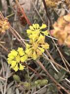 Image of Munz's buckwheat