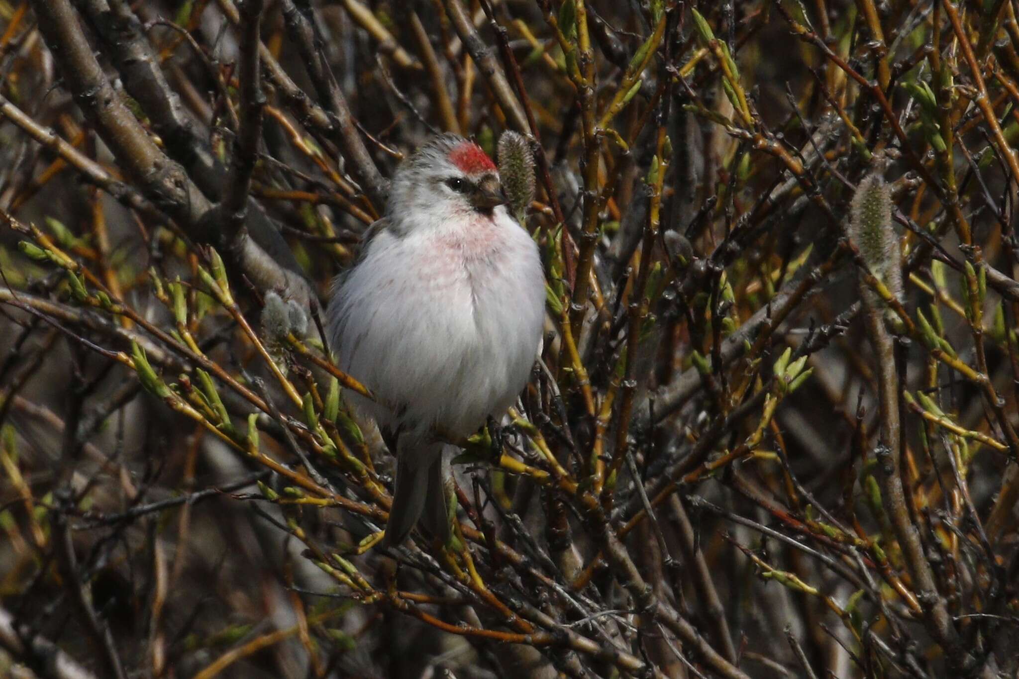 Image of Arctic Redpoll