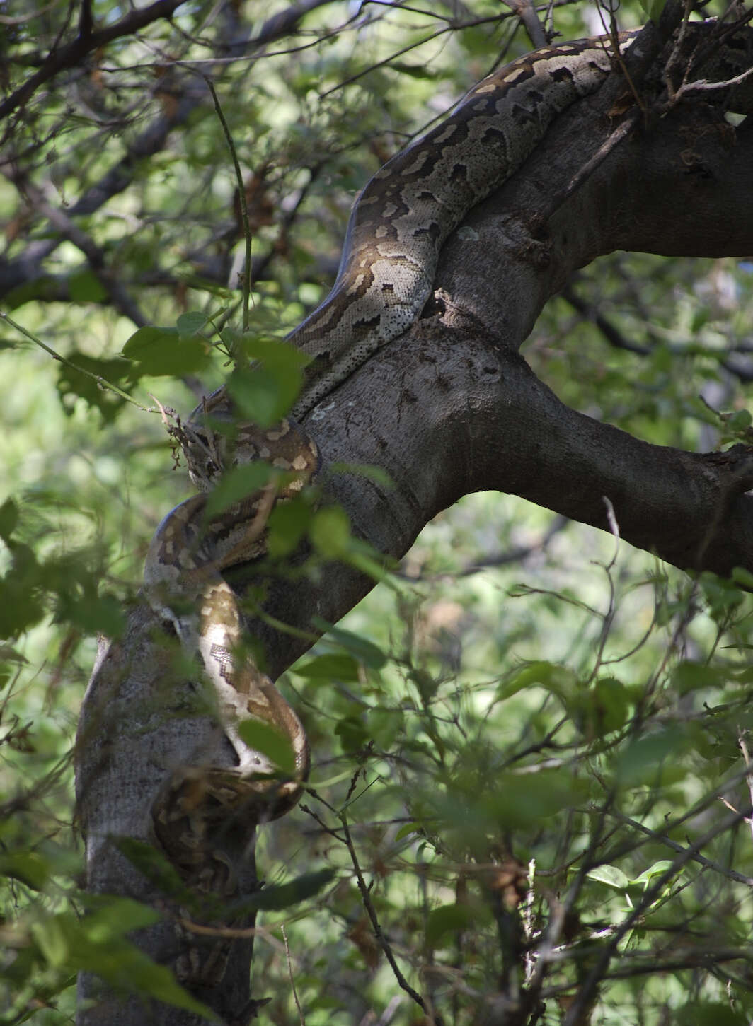 Image of African rock python