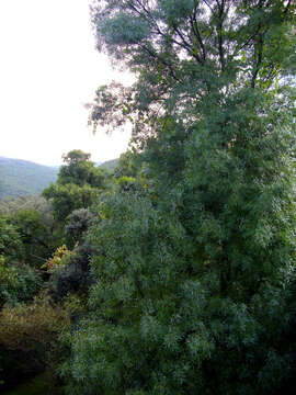 Image of Narrow-leafed Ash