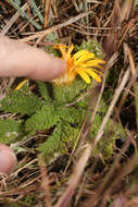 Image of Paranephelius bullatus A. Gray ex Wedd.