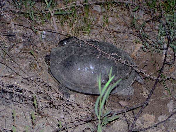 Image of European Pond Turtle