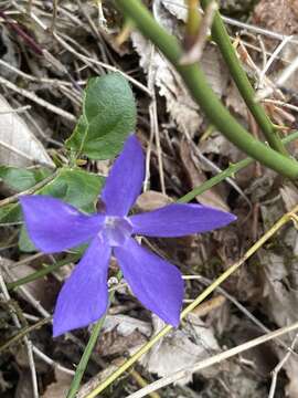 Image of Vinca major subsp. hirsuta (Boiss.) Stearn