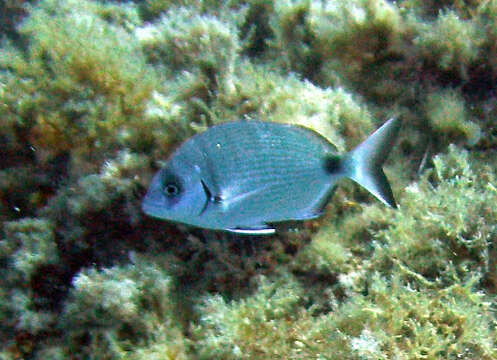 Image of Diplodus