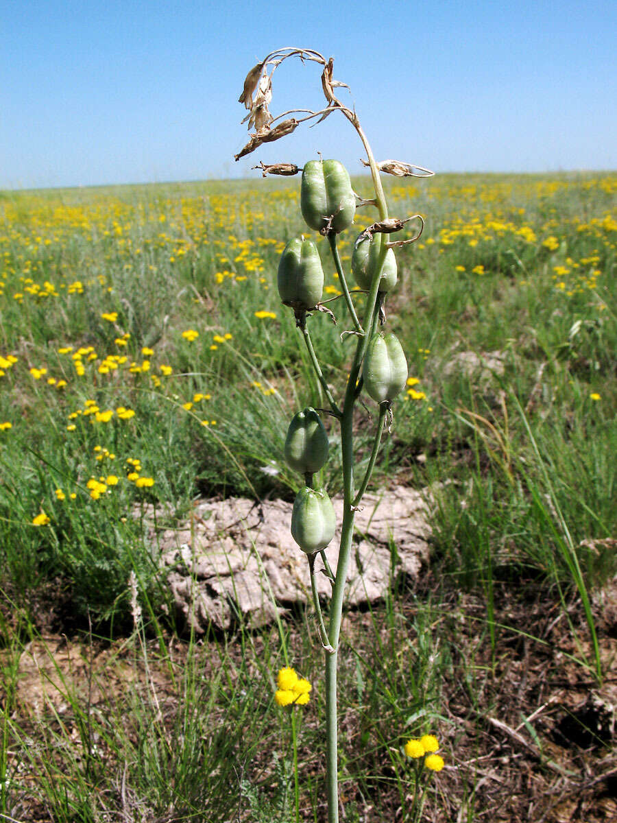 Image of Ornithogalum fischerianum Krasch.